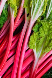 Homemade-Rhubarb-Ice-Cream-A-Truly-Tantalisingly-Tangy-Treat-image-4-several-stalks-of-rhubarb-with-their-leaves-frosted-fusions-rotated