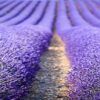 Lavender-Honey-Ice-Cream-A-Unique-and-Heavenly-Fusion-featured-200x600w-jpeg-lavender-field-frosted-fusions
