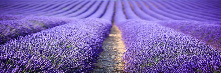 Lavender-Honey-Ice-Cream-A-Unique-and-Heavenly-Fusion-featured-200x600w-jpeg-lavender-field-frosted-fusions