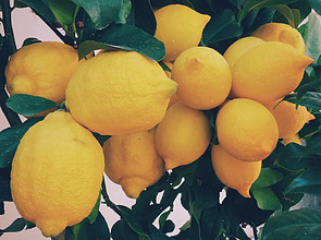 Luscious Lemon Sorbet Zesty Citrus Bliss image 1 jpeg several-lemons-in-tree-frosted fusion