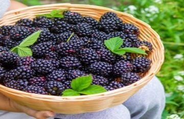 Very-Berrylicious-Blackberries-Exploring-their-Versatility-featured-image-198x600w-jpeg-child-holding-a-backet-full-of-blackberries-with-some-leaves-frosted-fusions