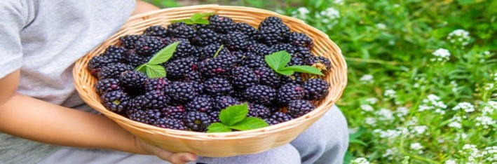 Very-Berrylicious-Blackberries-Exploring-their-Versatility-featured-image-198x600w-jpeg-child-holding-a-backet-full-of-blackberries-with-some-leaves-frosted-fusions
