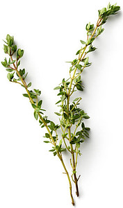 Deliciously Refreshing Homemade Apricot and Thyme Ice Cream Recipe image 3 sprigs of thyme white background frosted fusions