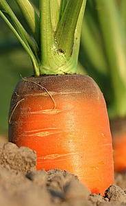 Getting to the Root of it A Carrot Sorbet Sensation image 2 a carrot growing in mud with foliage frosted fusions