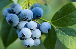 A Refreshing and Healthful Homemade Blueberry Sorbet image 2 cluster of blueberries growing frosted fusions