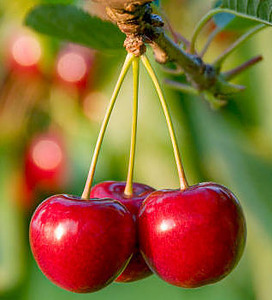 homemade-cherry-amaretto-ice-cream-image-1-cherries-growing-frosted-fusions