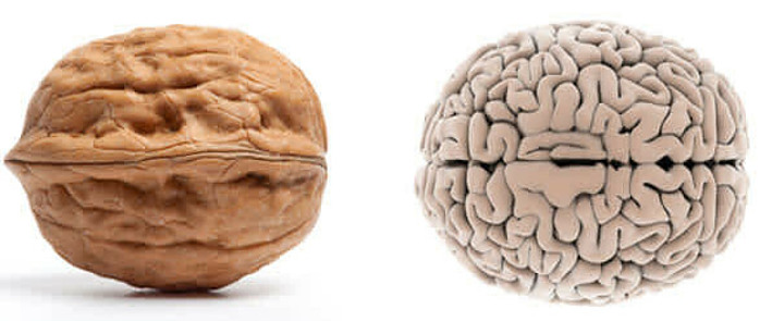 How To Make The Perfect Smoothie image 2 walnut and brain shown side by side for likeness frosted fusions