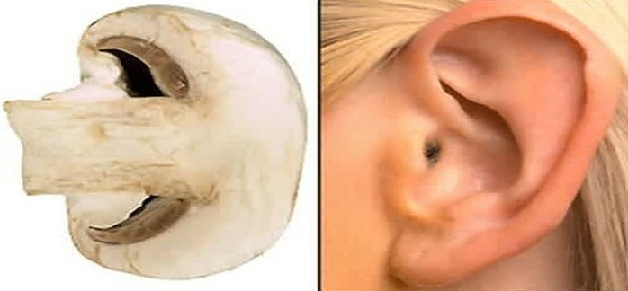 How To Make The Perfect Smoothie image 3 mushroom and ear shown side by side for likeness frosted fusions