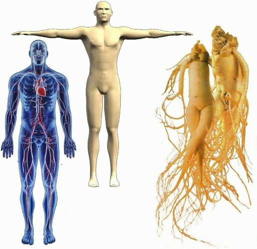 How To Make The Perfect Smoothie image human body and ginseng roots shown side by side for likeness frosted fusions