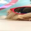 Homemade-Ice-Cream-Recipes-For-Dogs-featured-image-275x1100w-very-cute-terrier-wearing-red-sunglasses-with-tub-and-spoon-of-ice-cream-frosted-fusions