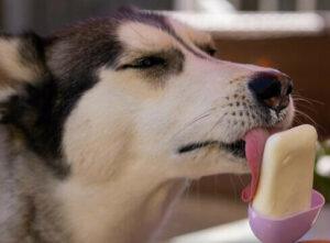 homemade-ice-cream-recipes-for-dogs-image-3-husky-licking-a-dog-friendly-ice-lolly-frosted-fusions