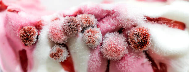 How To Store Homemade Ice Cream To Prevent Freezer Burn image 1 ice cream with berries covered in ice crystals frosted fusions
