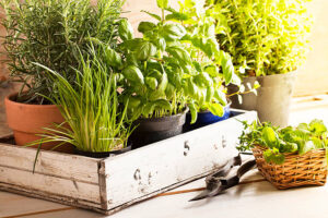 Homemade-Ice-Cream-Infused-With-Herbs-image-4-selection-of-herbs-fresh-herbs-in-rustic-wooden-display-box-Frosted-Fusions
