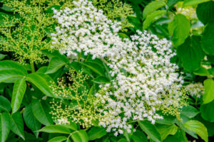 A-Fragrant-And-Refreshing-Elderflower-Gin-Sorbet-Recipe-image-2 elderflower plant-Frosted-Fusions