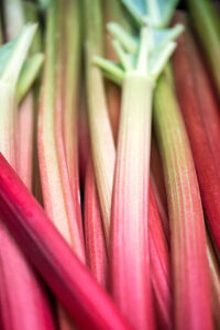 Rhubarb-Ginger-Sorbet-Recipe-–-Light-Spiced-Refreshing-image-5 sticks of rhubarb Frosted-Fusions