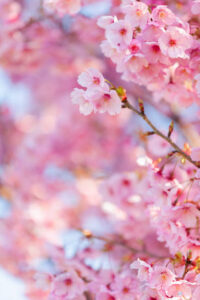 Cherry Blossom & Honey Sorbet – A Delicate Spring Recipe image 2 delicate pink cherry blossom Frosted Fusions