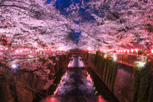 Cherry Blossom & Honey Sorbet – A Delicate Spring Recipe image 6 sakura festival with lights and sakura blossom Frosted Fusions