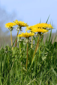Bee Happy – A Celebration Of Bees, Honey & Ice Cream Image 7 dandelions in grass Frosted Fusions