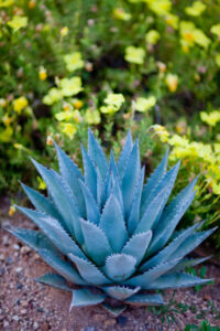 Celebrate Cinco De Mayo With A Tequila Ice Cream – A Taste Of Mexico image 3 blue agave plant Frosted Fusions